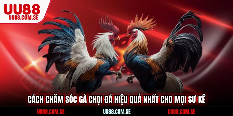 Cách chăm sóc gà chọi đá theo giống