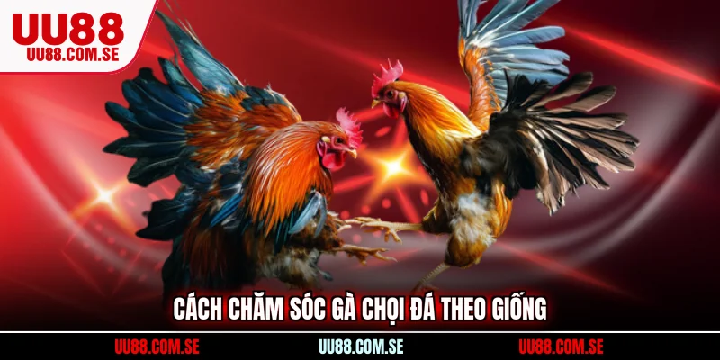 cách chăm sóc gà chọi đá
