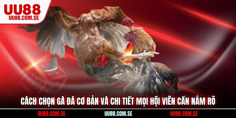 cách chọn gà đá