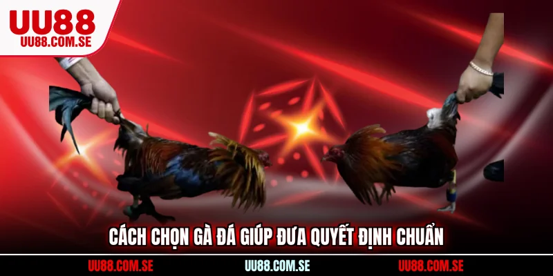 Cách chọn gà đá giúp đưa quyết định chuẩn