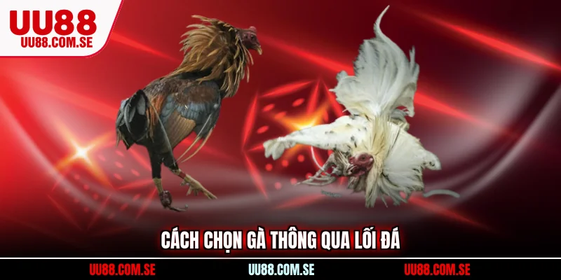 Cách chọn gà thông qua lối đá