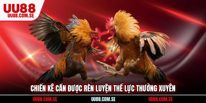 Chiến kê cần được rèn luyện thể lực thường xuyên