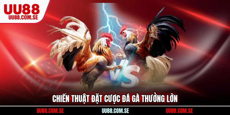 Chiến thuật đặt cược đá gà thưởng lớn