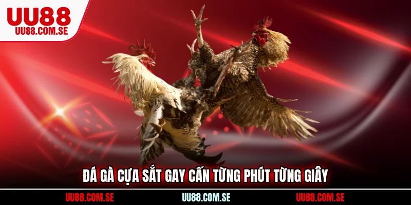 Đá gà cựa sắt gay cấn từng phút từng giây