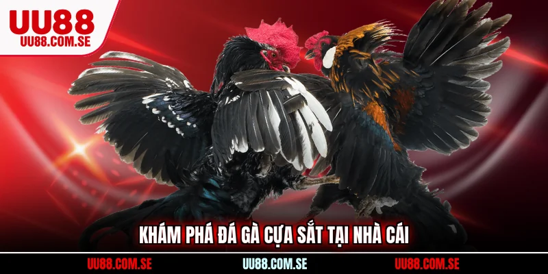 Khám phá đá gà cựa sắt tại nhà cái