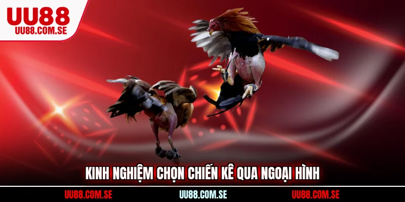 Kinh nghiệm chọn chiến kê qua ngoại hình