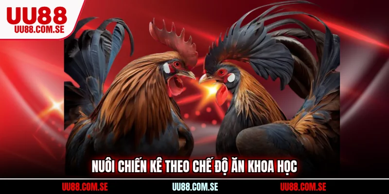Nuôi chiến kê theo chế độ ăn khoa học