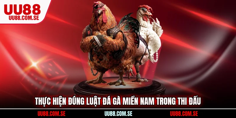 Thực hiện đúng luật đá gà miền Nam trong thi đấu